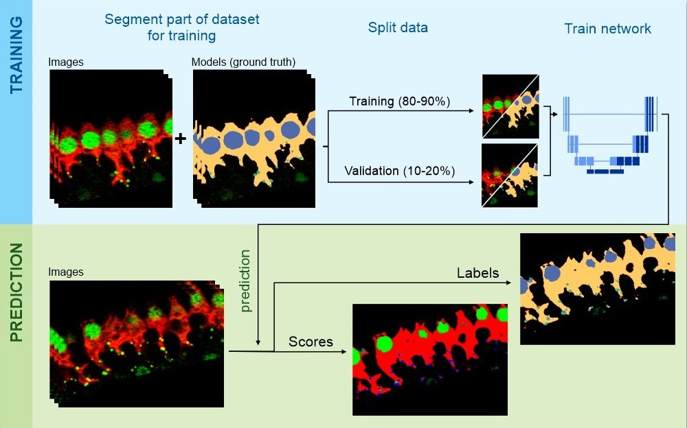 Deep learning workflow schematic